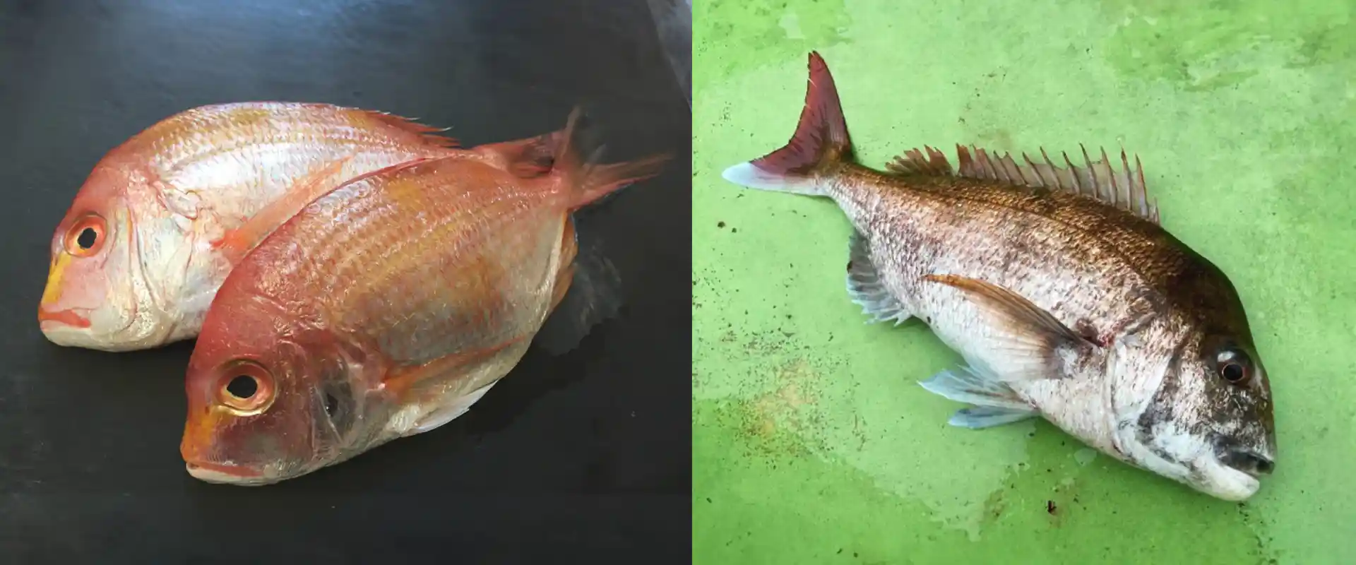 連子鯛と真鯛の違い