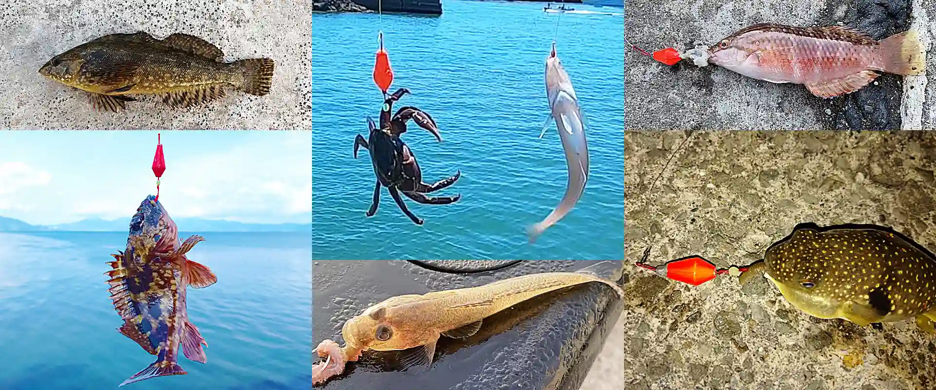 何が釣れる？