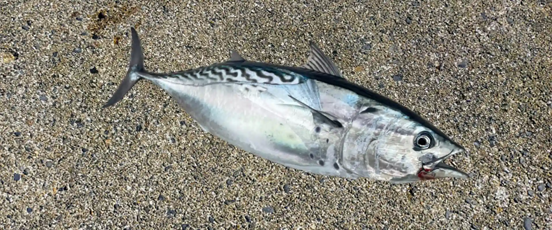 生態と特徴