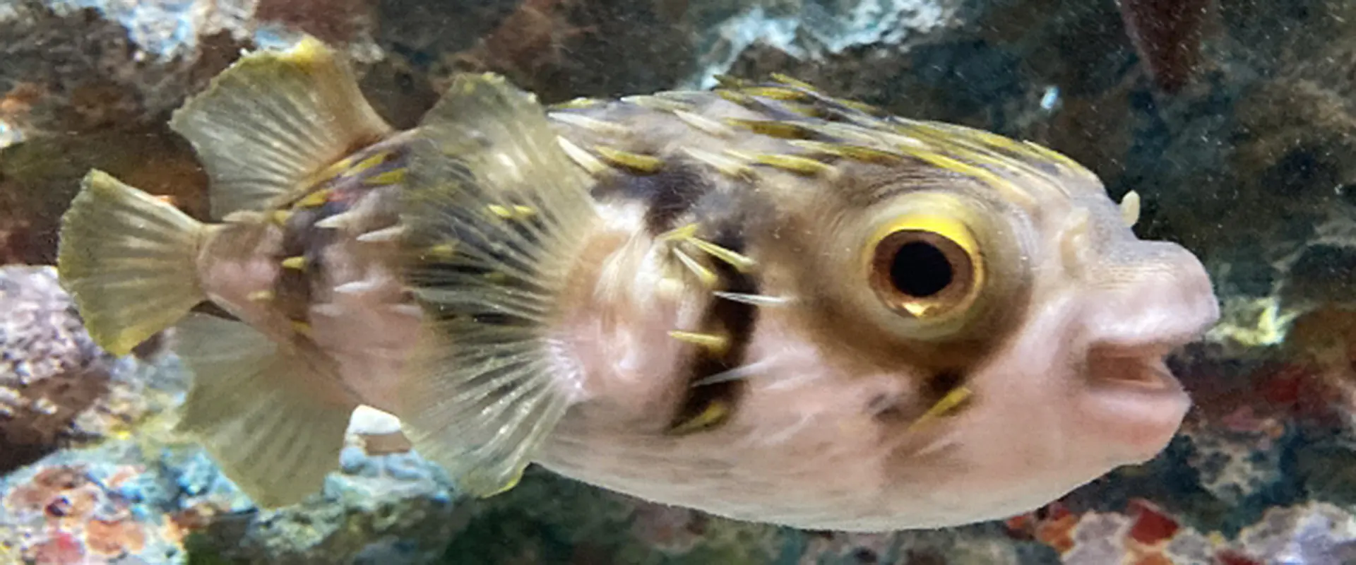 生態と特徴