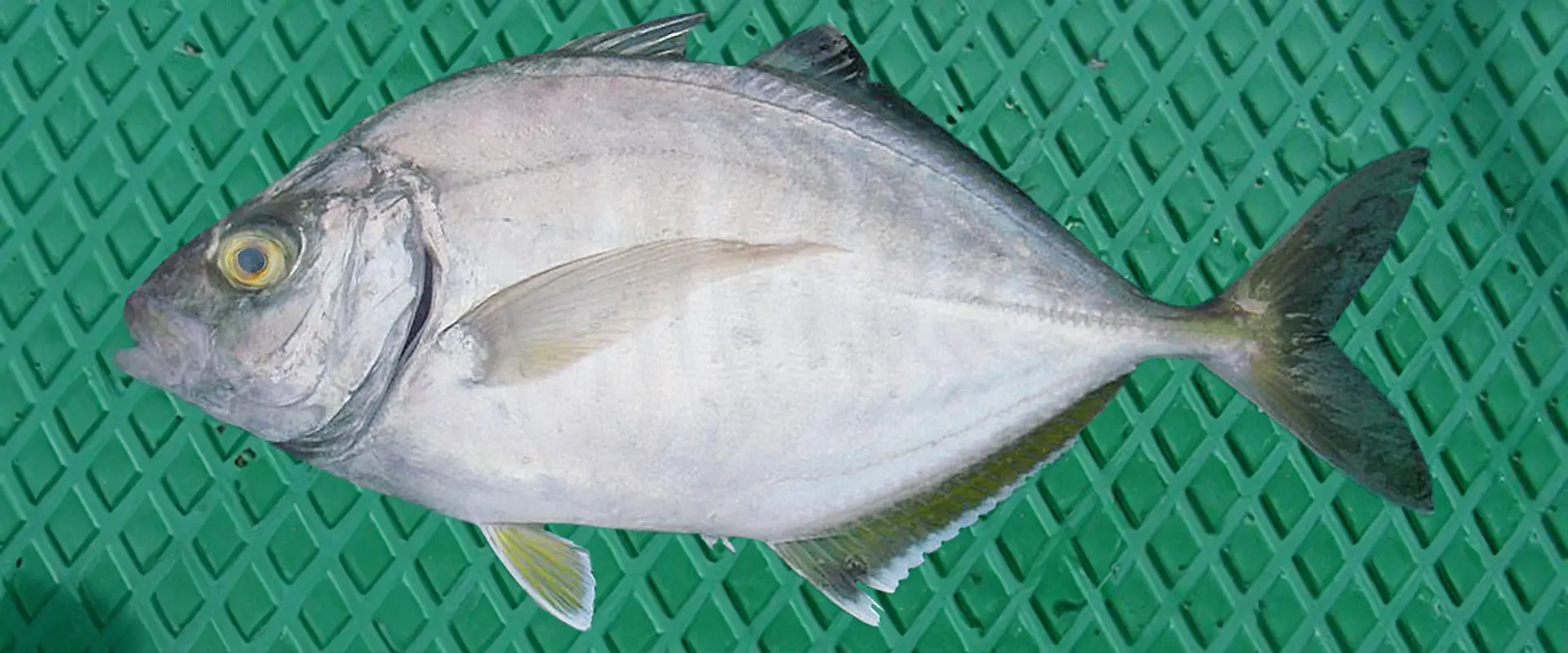 生態と特徴