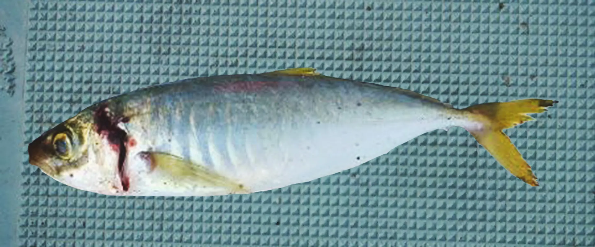 生態と特徴