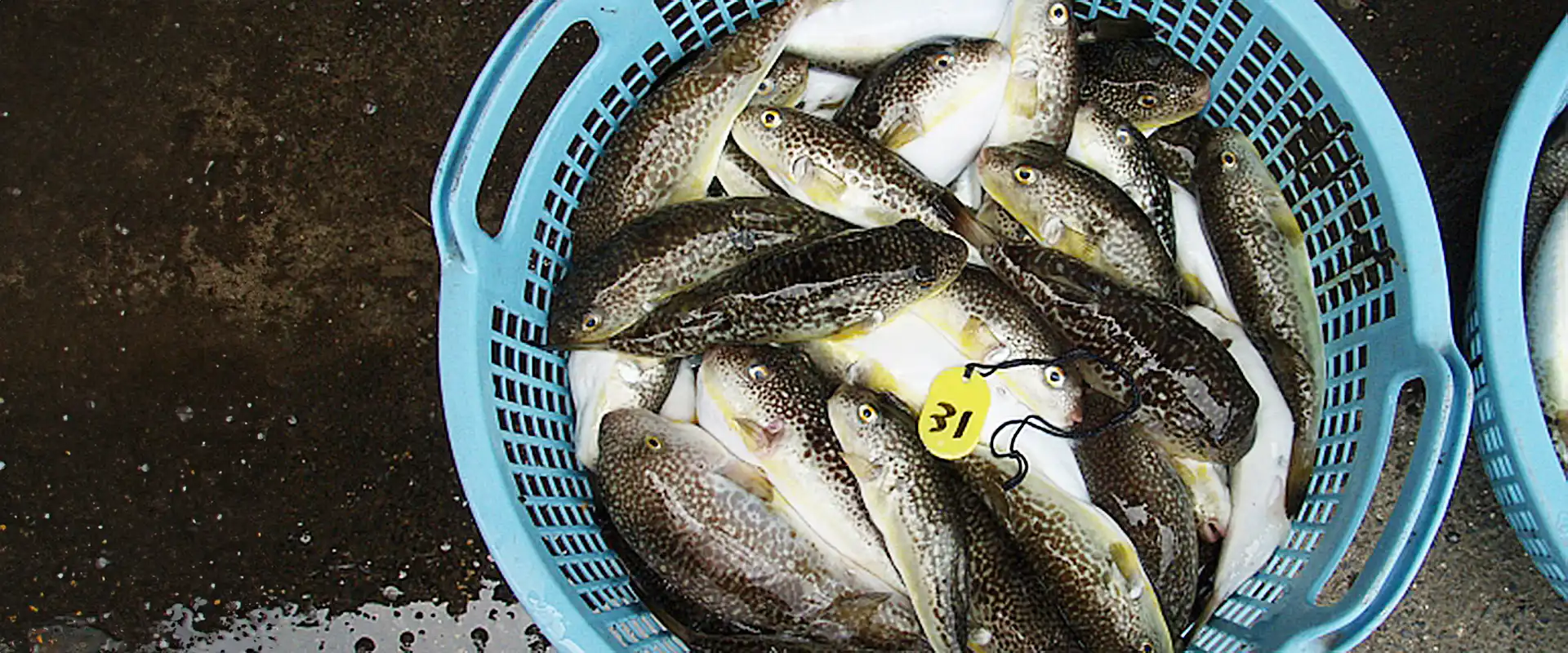 ショウサイフグの刺身の味はまずい？食べ方は寝かせて熟成？まとめ