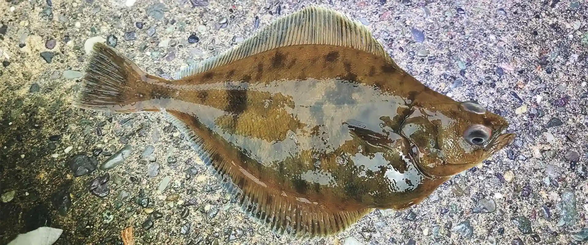 生態と特徴