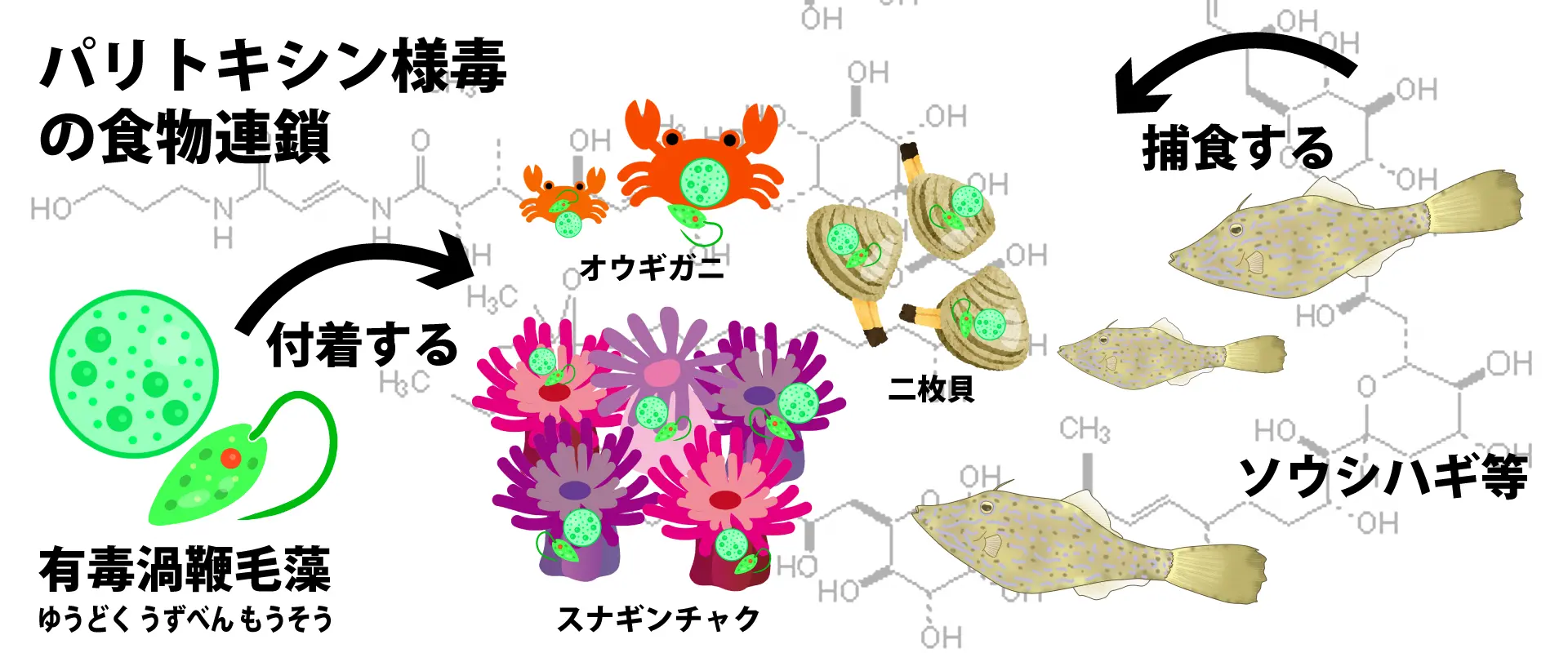 毒性はあるの？毒の部位