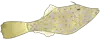 ソウシハギアイコン
