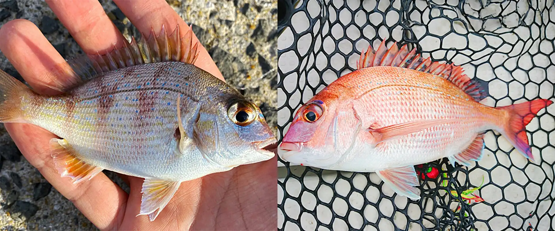 生態と特徴