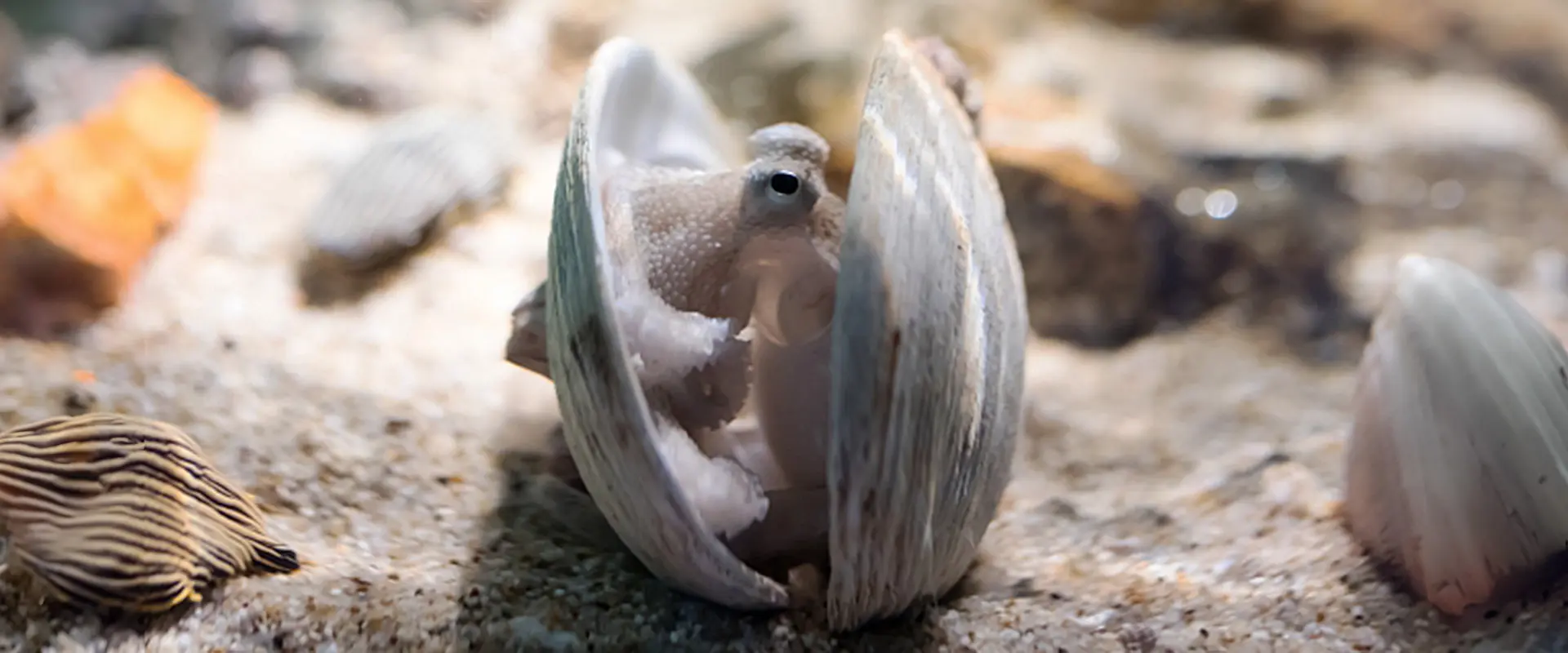 生態と特徴