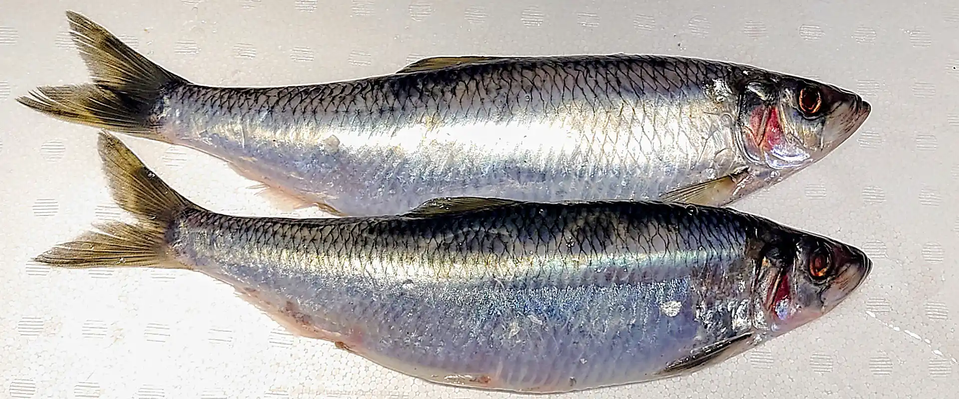 生態と特徴