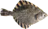ヌマガレイアイコン