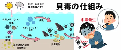 貝毒とは？