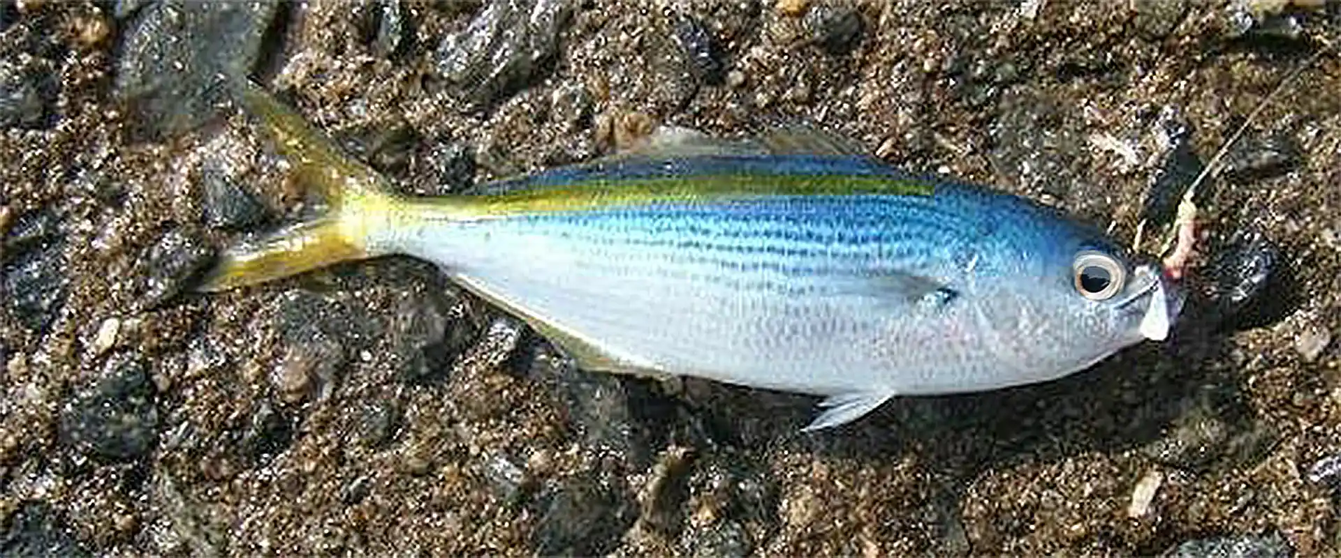 タカベって魚の食べ方は塩焼き？値段は高級？刺身の味は？