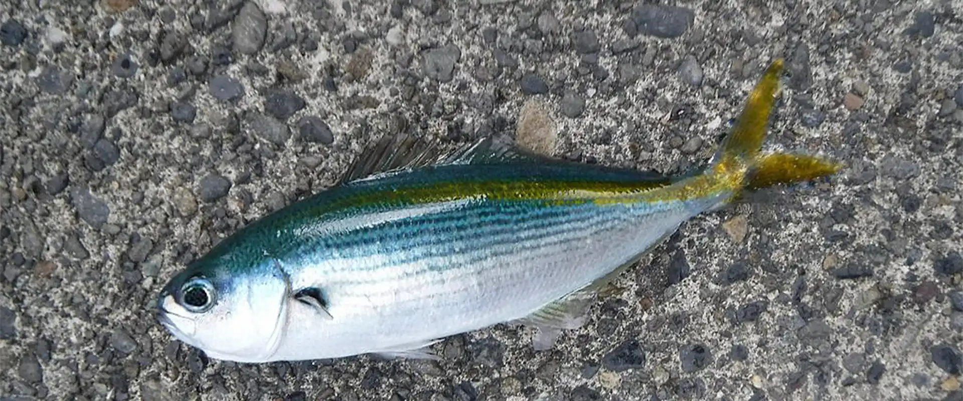 生態と特徴