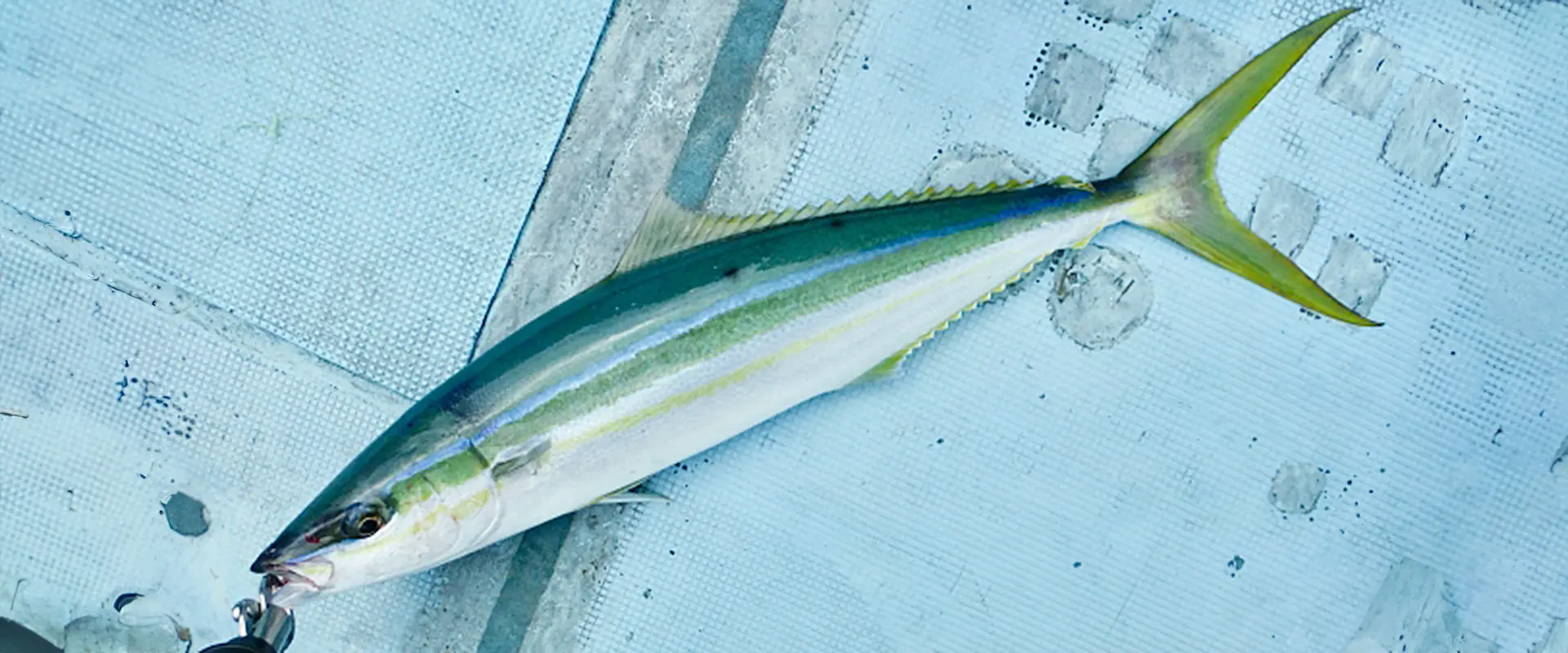 生態と特徴