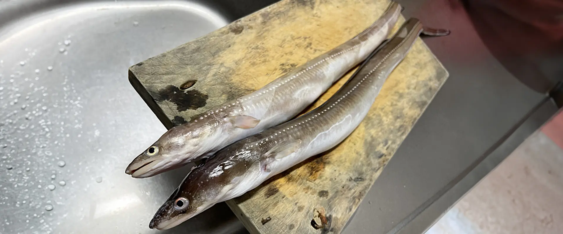 生態と特徴