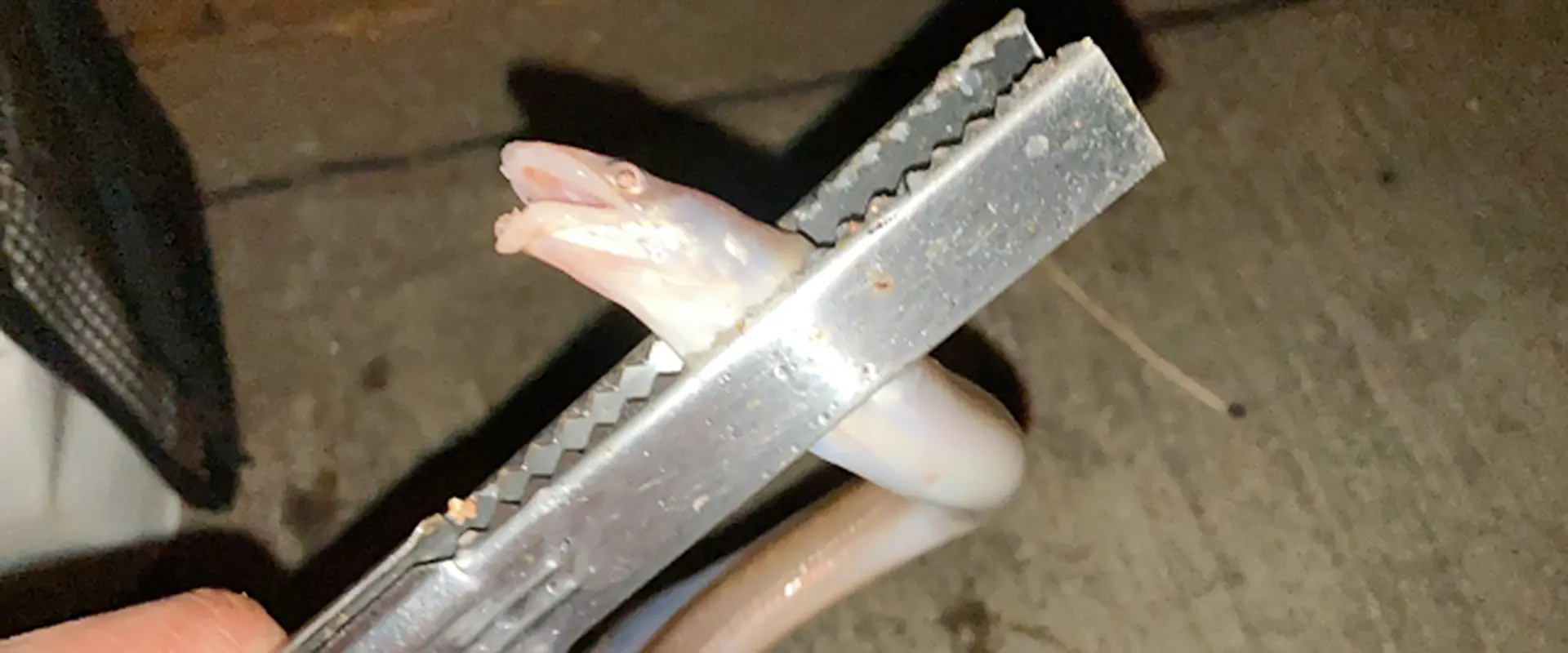 毒の症状