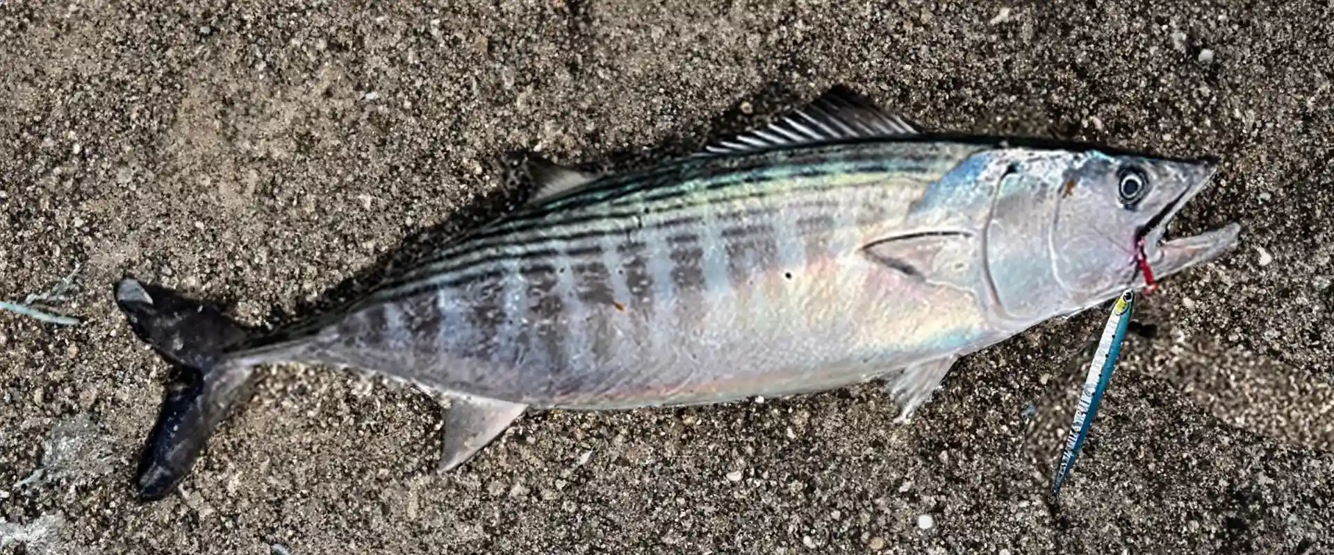 生態と特徴