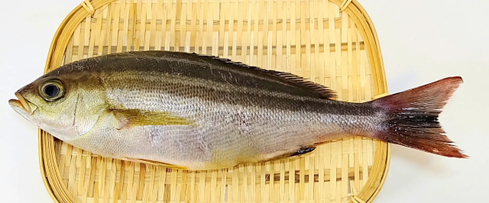生態と特徴