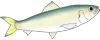 カタボシイワシアイコン