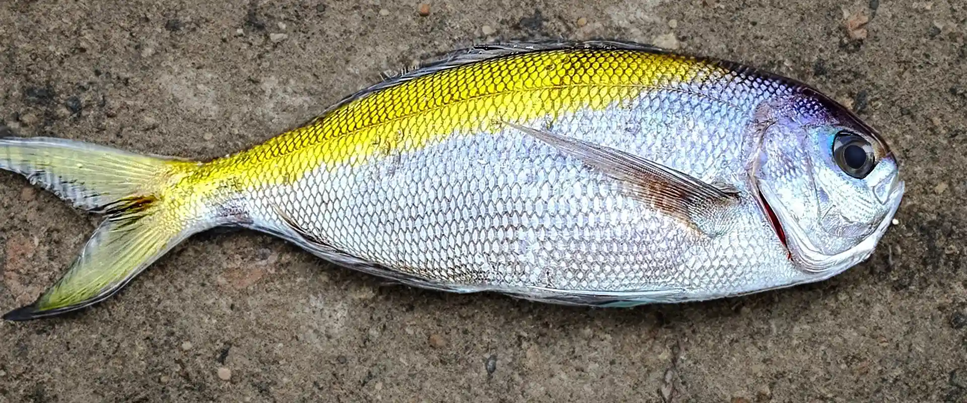 生態と特徴