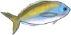 ウメイロアイコン