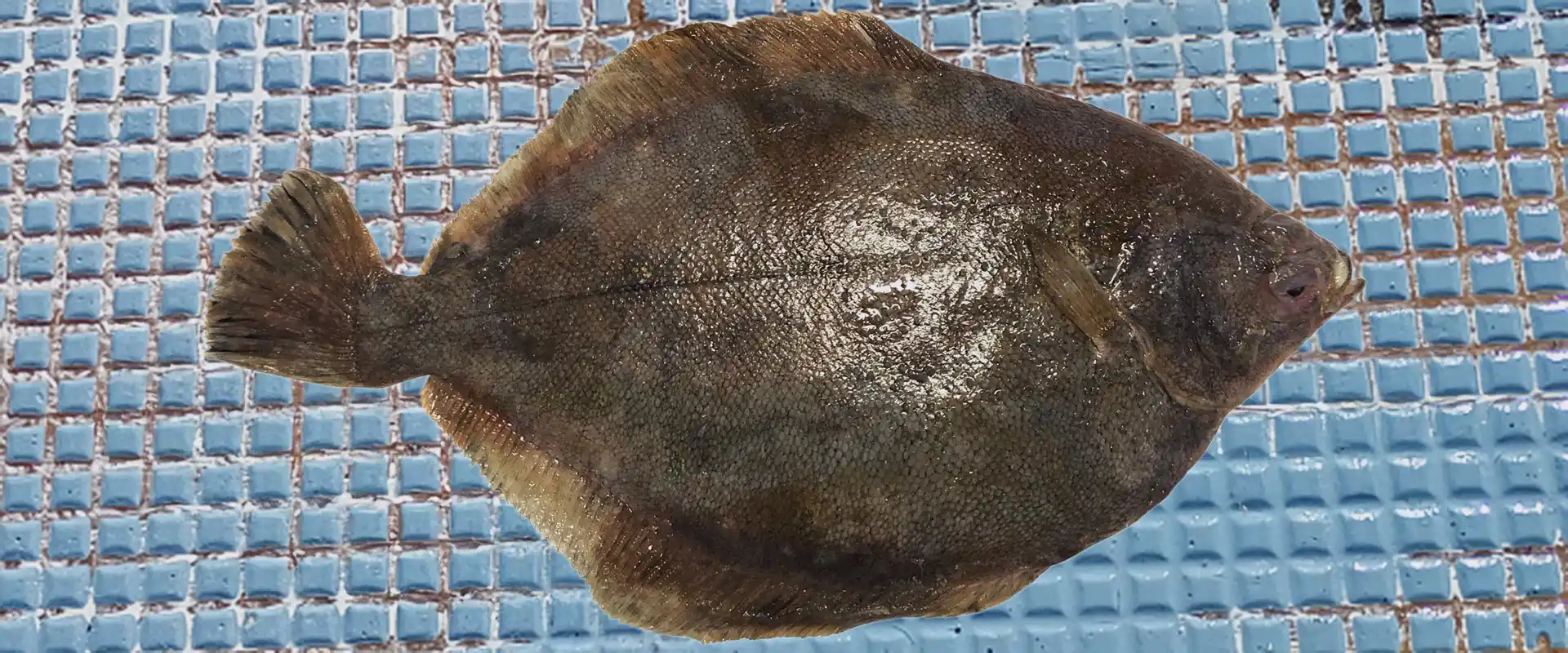 浅羽カレイは「まずい」？評判を覆す下処理のコツと絶品煮付けレシピ