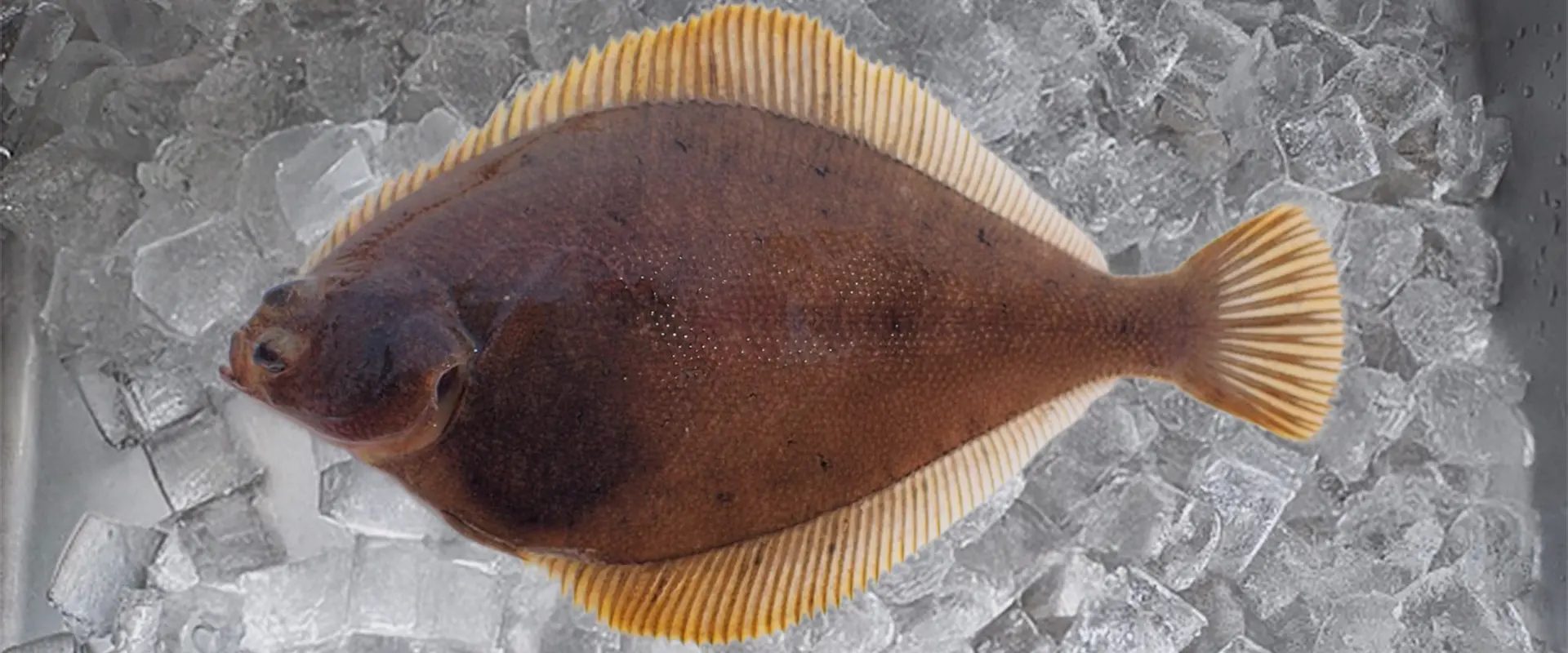 実は美味しいという声も多い【条件付きで美味】