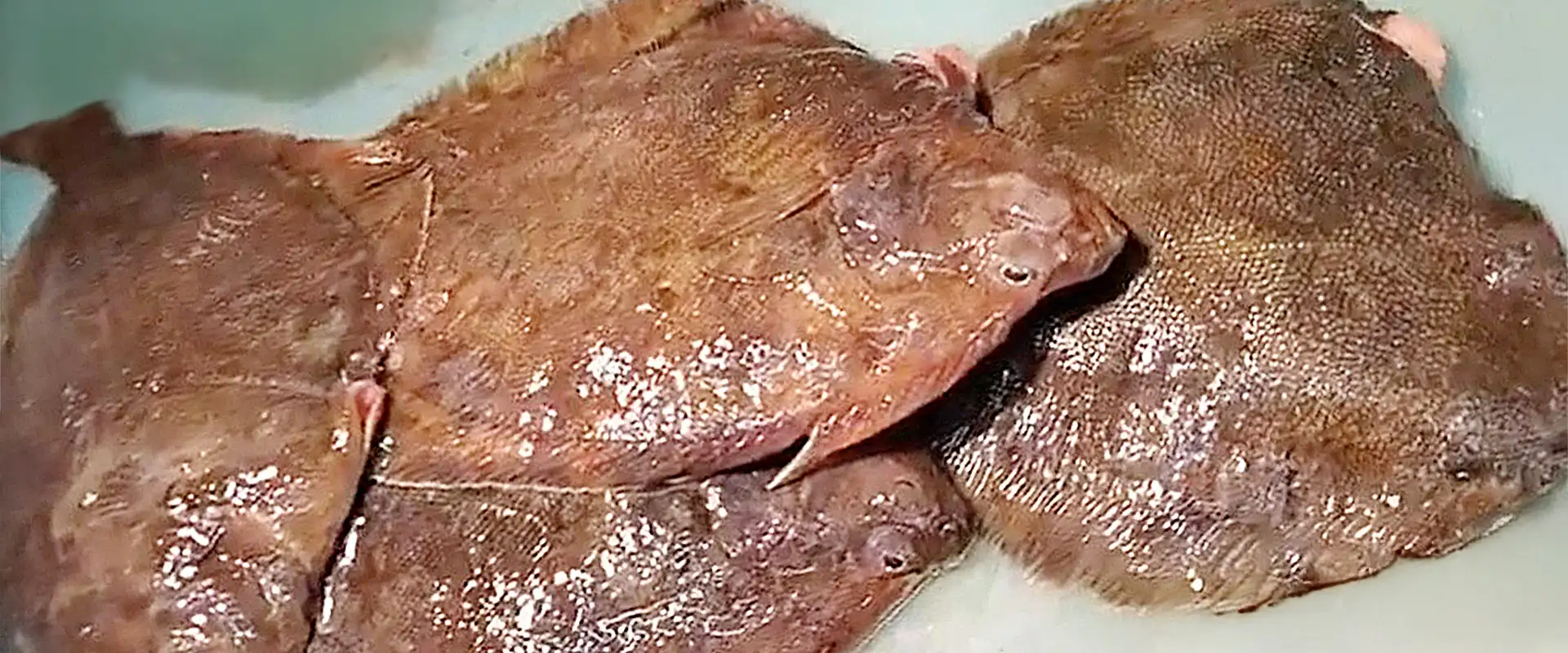 これで解決！浅羽カレイを劇的に美味しくする「下処理」