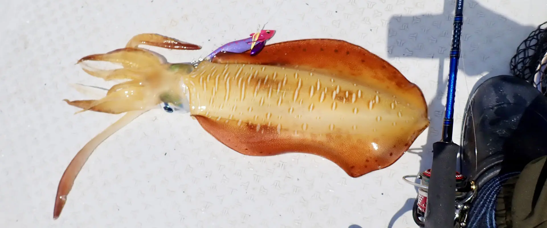 ダートマックスTRが売ってない?後継モデルTRZ発売でどうなる?まとめ