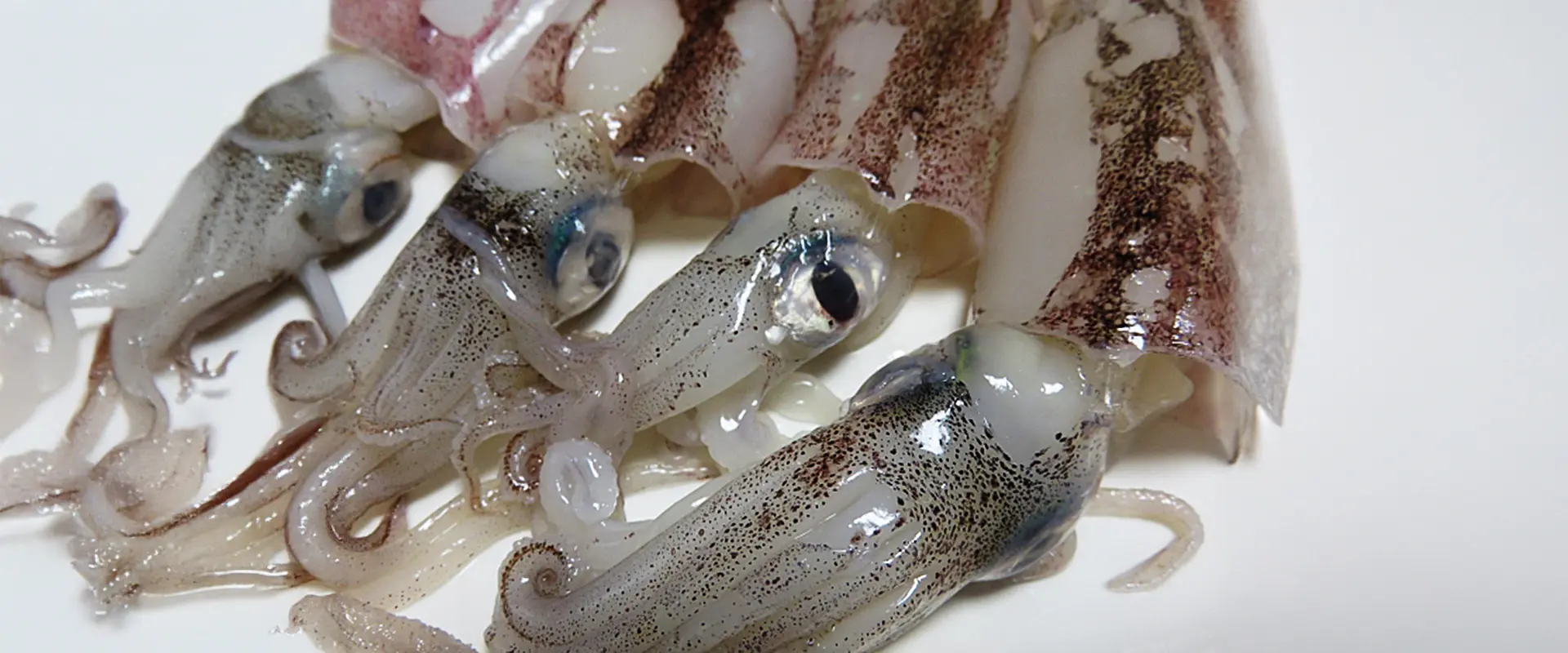 小さいヤリイカはそのまま下処理なし？小イカの煮付けは丸ごと？まとめ