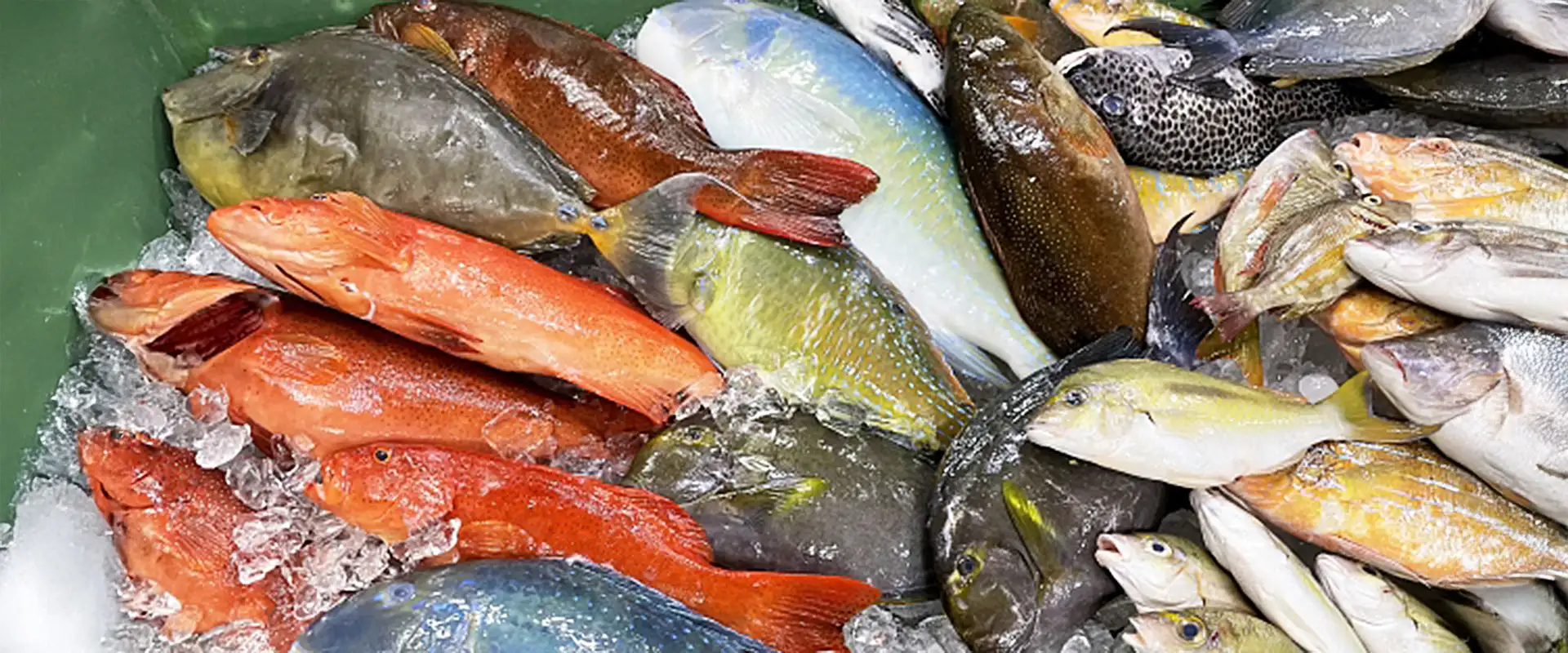 未利用魚・低利用魚の一覧 流通しない理由と活用するメリット