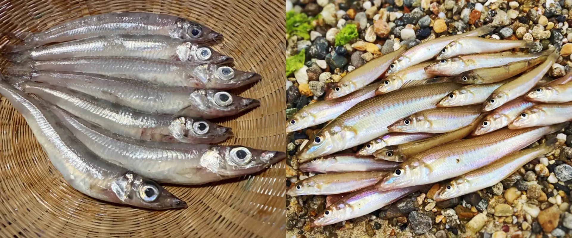 ニギスとシロギス（キス）の違い