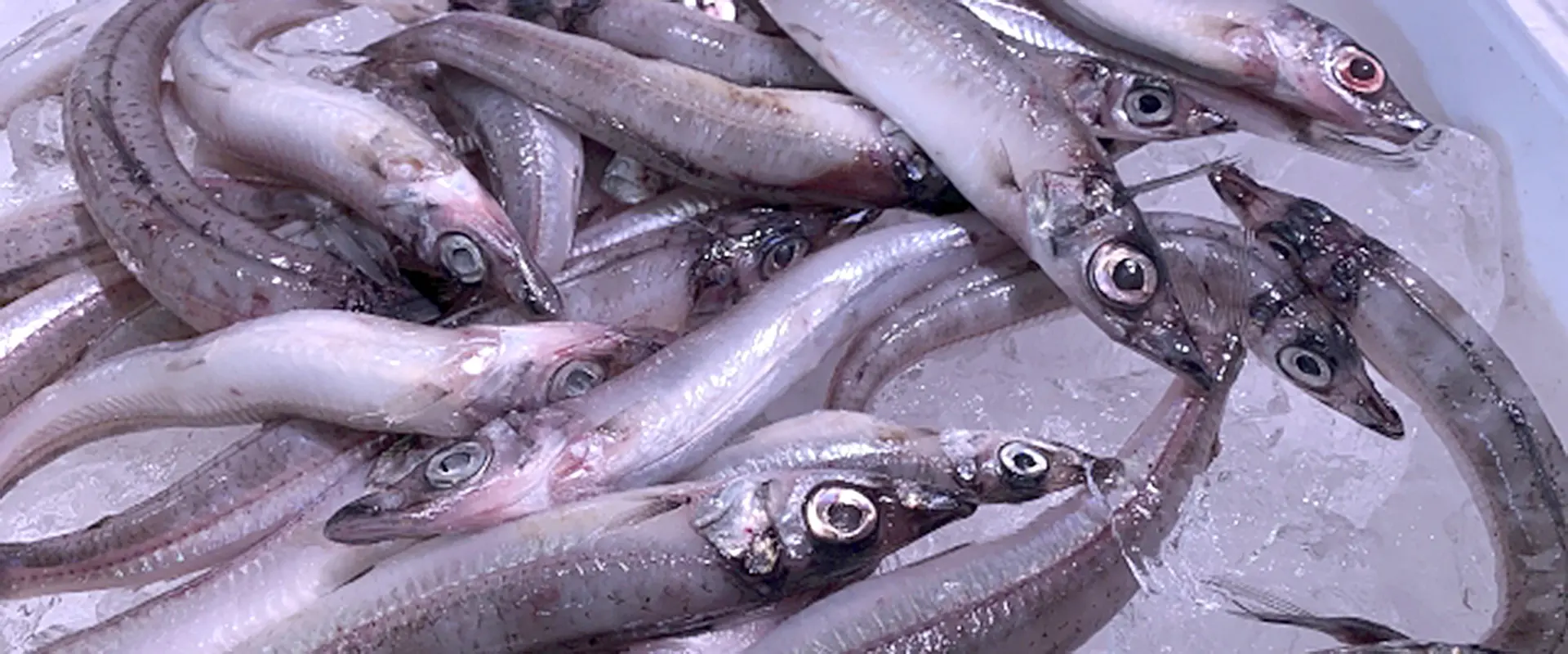 塩焼き以外のおすすめ調理法