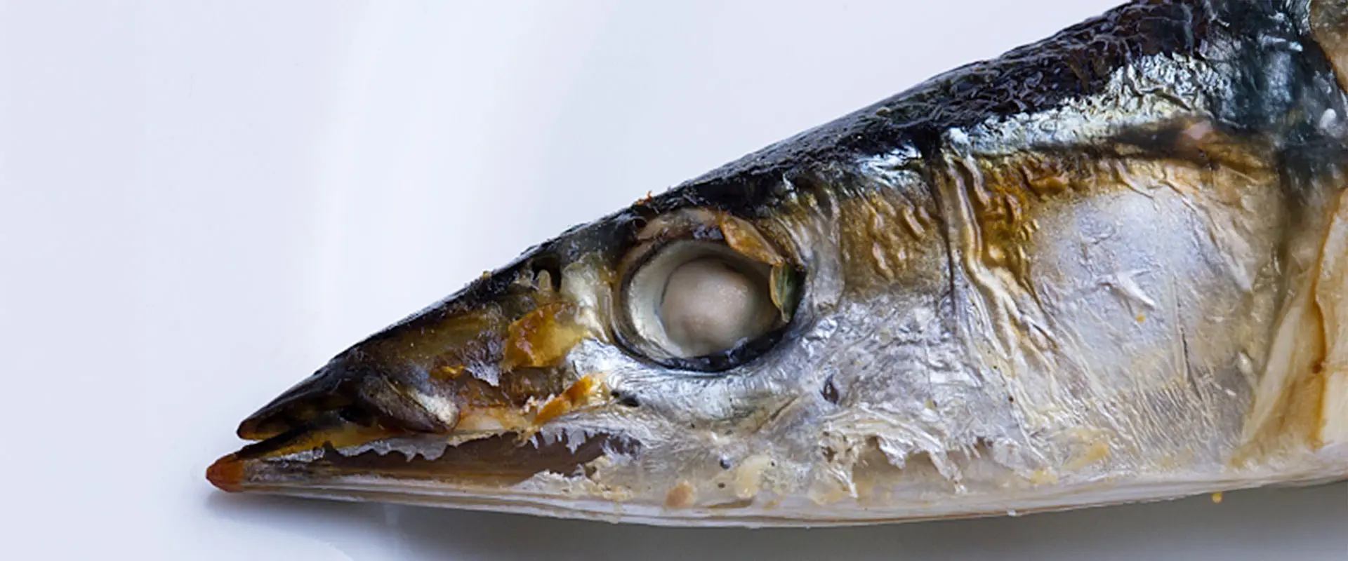 昔から食べられてきた理由「胃がない魚（無胃魚）」とは？