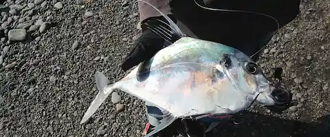 イトヒキアジの刺身の味はまずい？美味しい食べ方は？食中毒の危険性