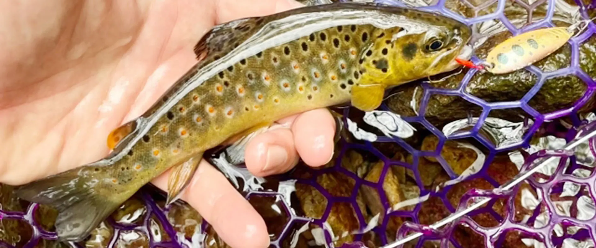 そもそもブラウントラウトとは？味の評判は？