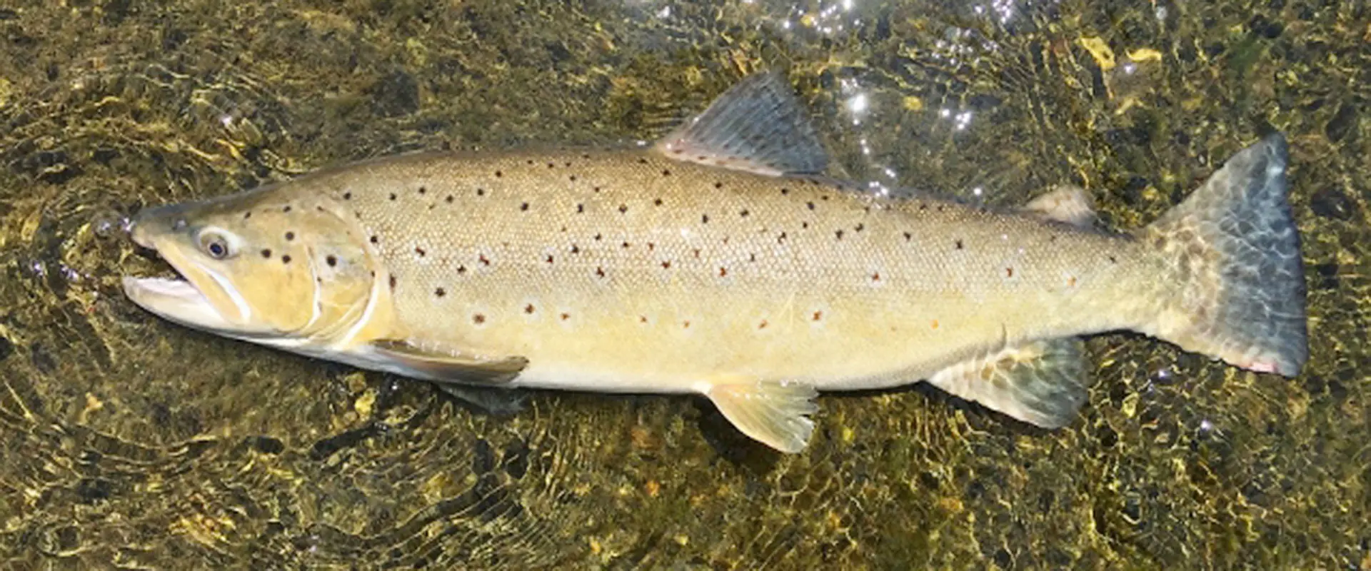 ブラウントラウトが釣れる川はどこ？