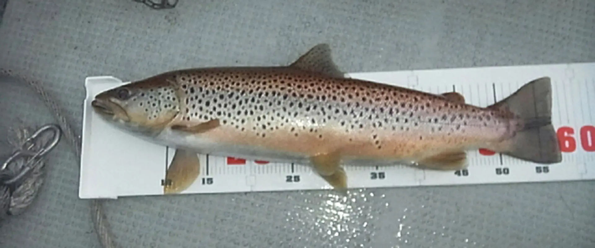 巨大ブラウン攻略