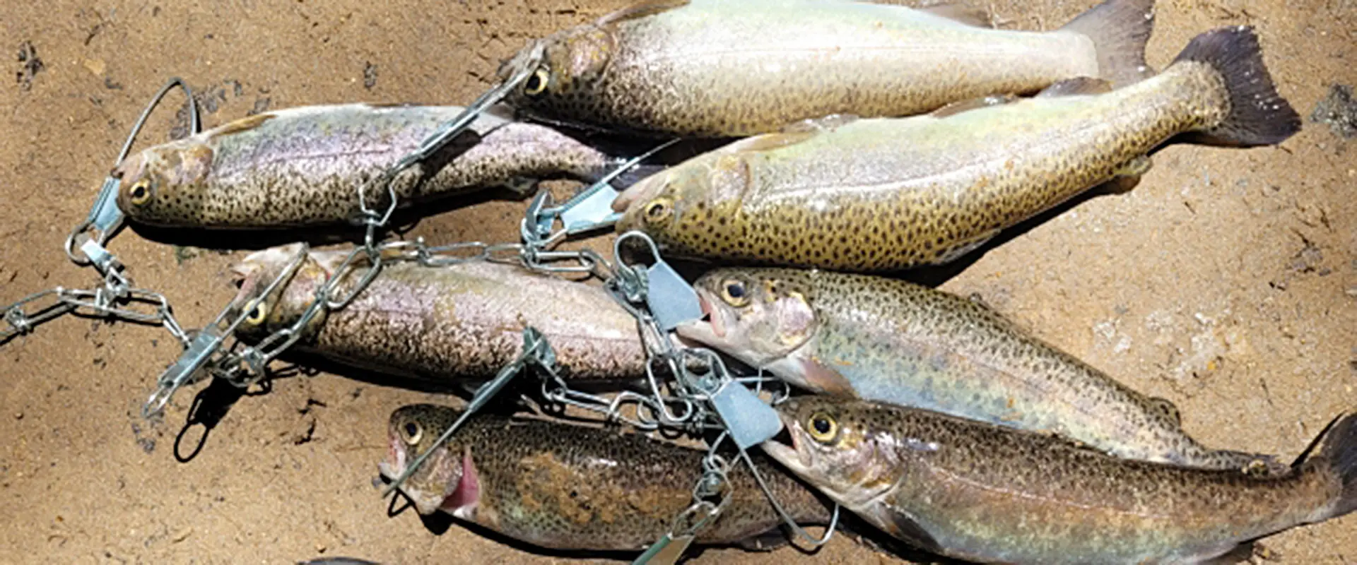 ブラウントラウトの味はまずい？釣れる川は？刺身に寄生虫は？まとめ