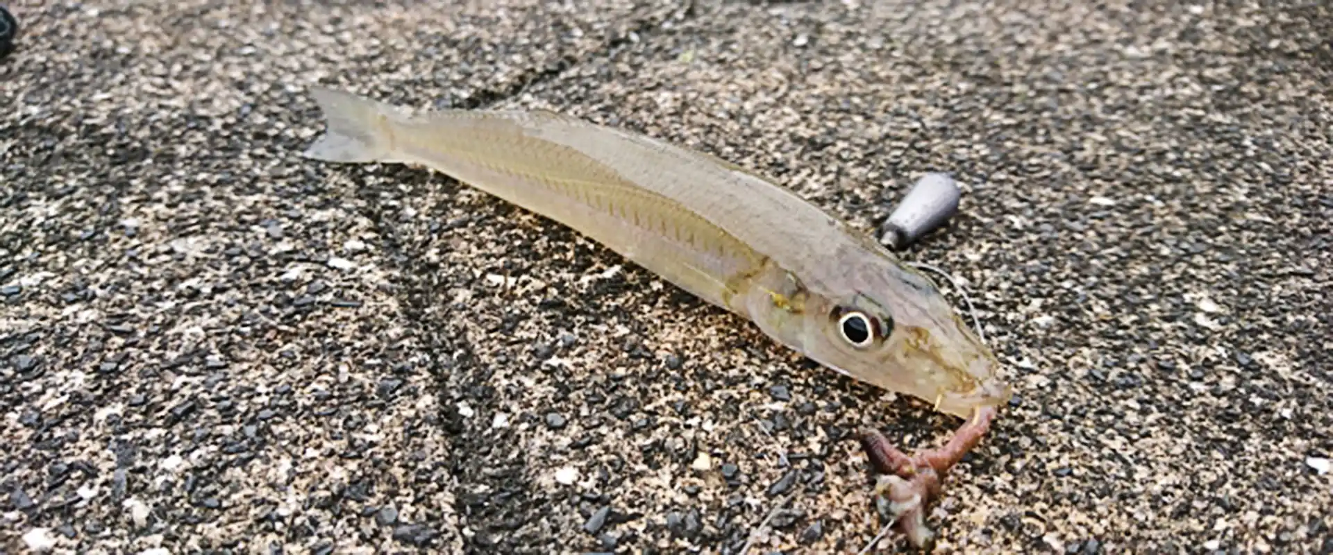 石ゴカイって噛むの？釣れる魚は？針の付け方と保存方法