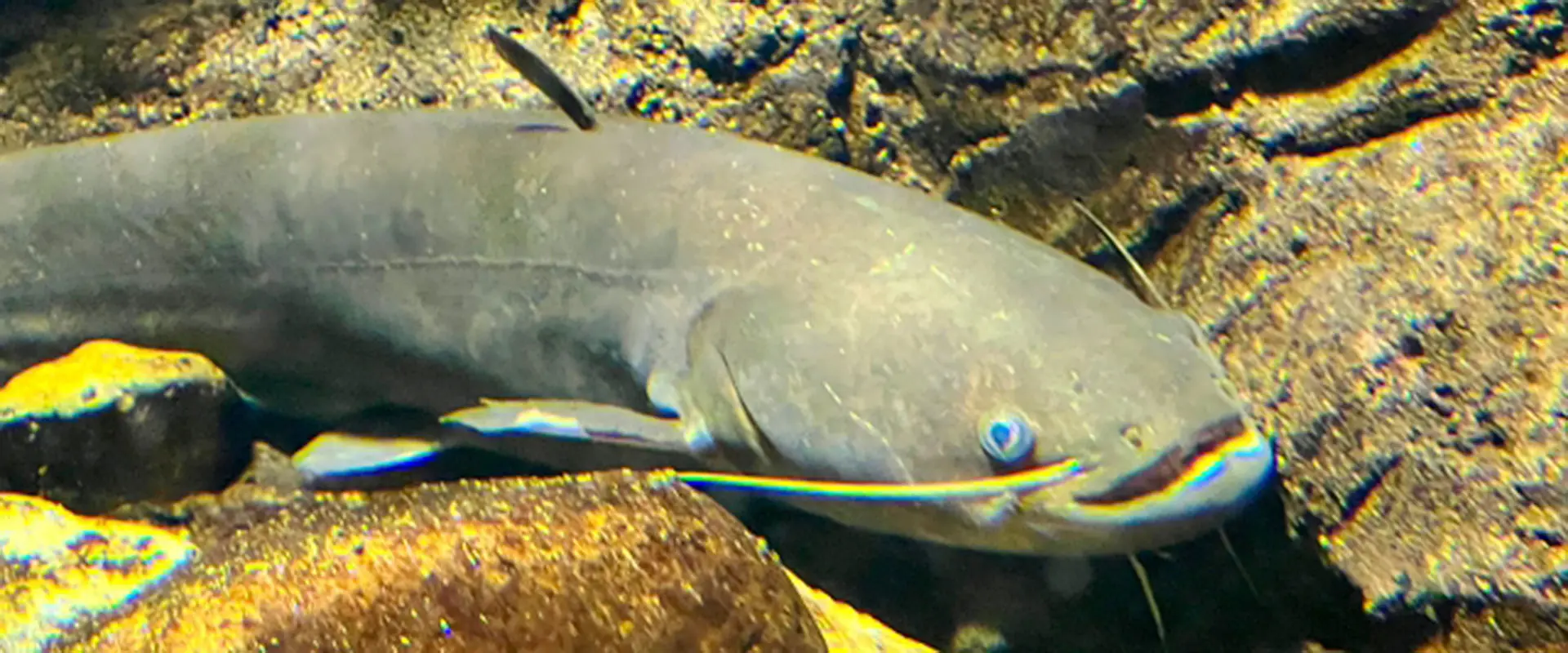 ナマズの蒲焼きは本当にまずい？うなぎ代用の実力は