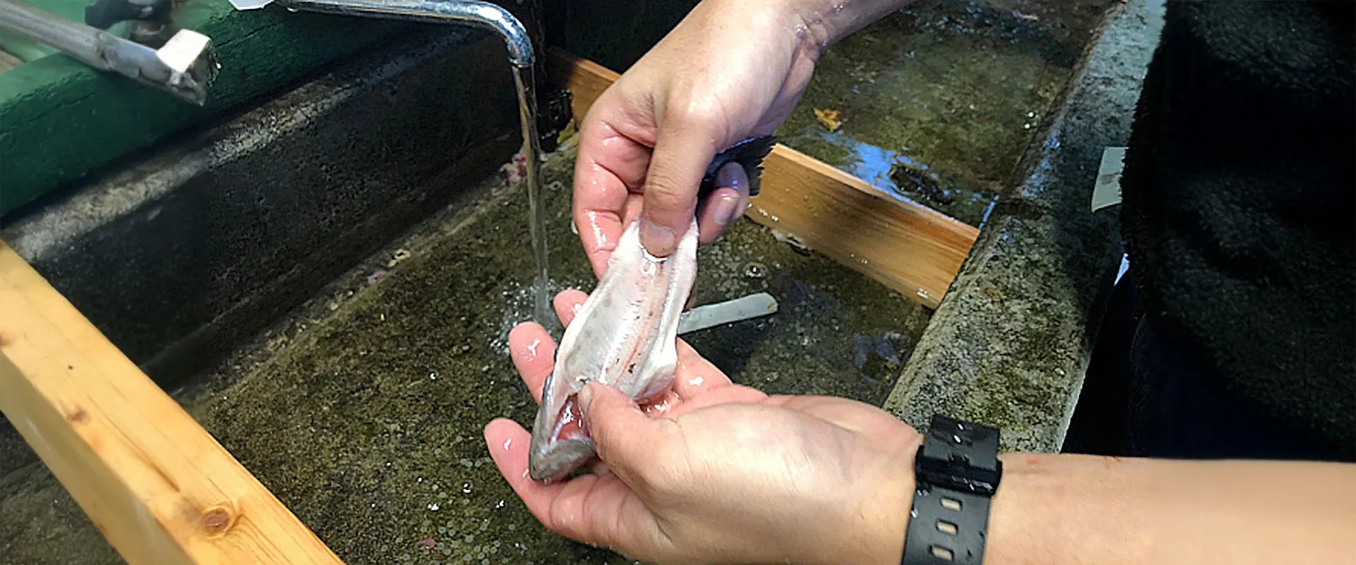 ニジマスを劇的に美味しくする下ごしらえ