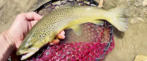 ブラウントラウトの味はまずい？釣れる川は？刺身に寄生虫の危険性