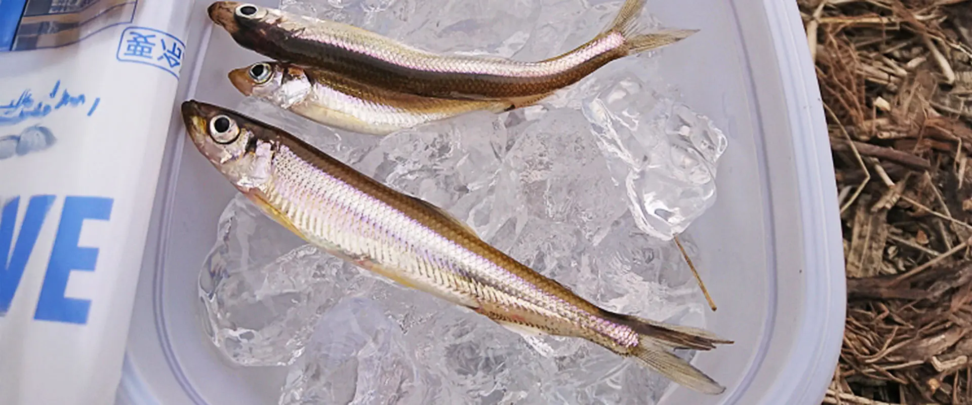 ワカサギの天ぷらに下処理は必要か？サイズ別の判断基準