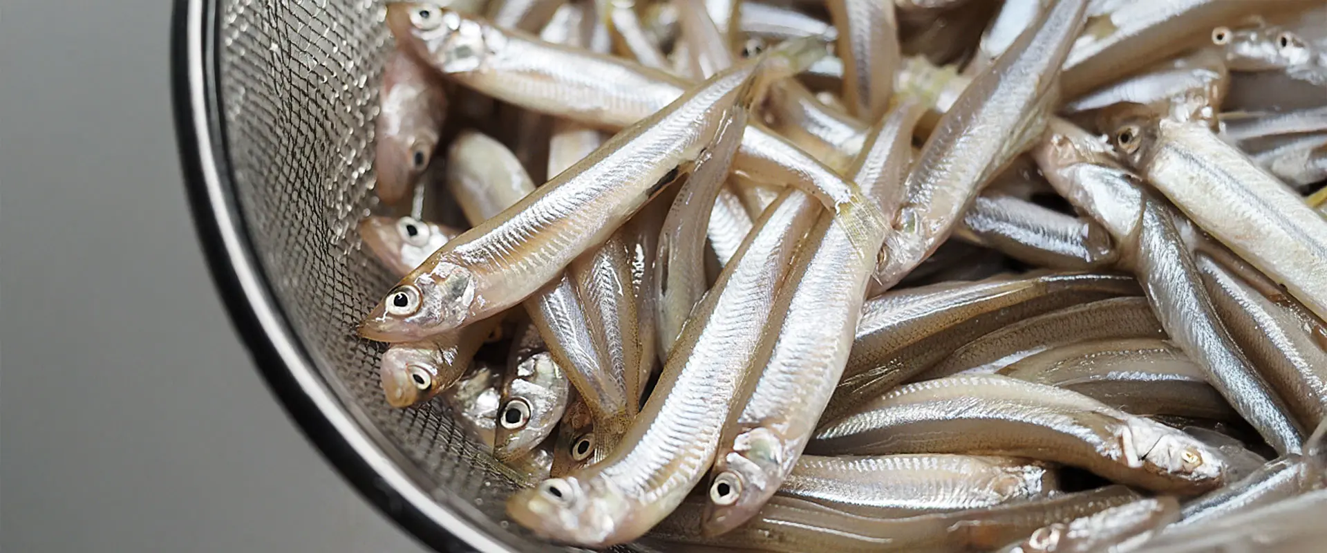 大きいワカサギ（越年魚）は内臓処理で苦味と砂を回避