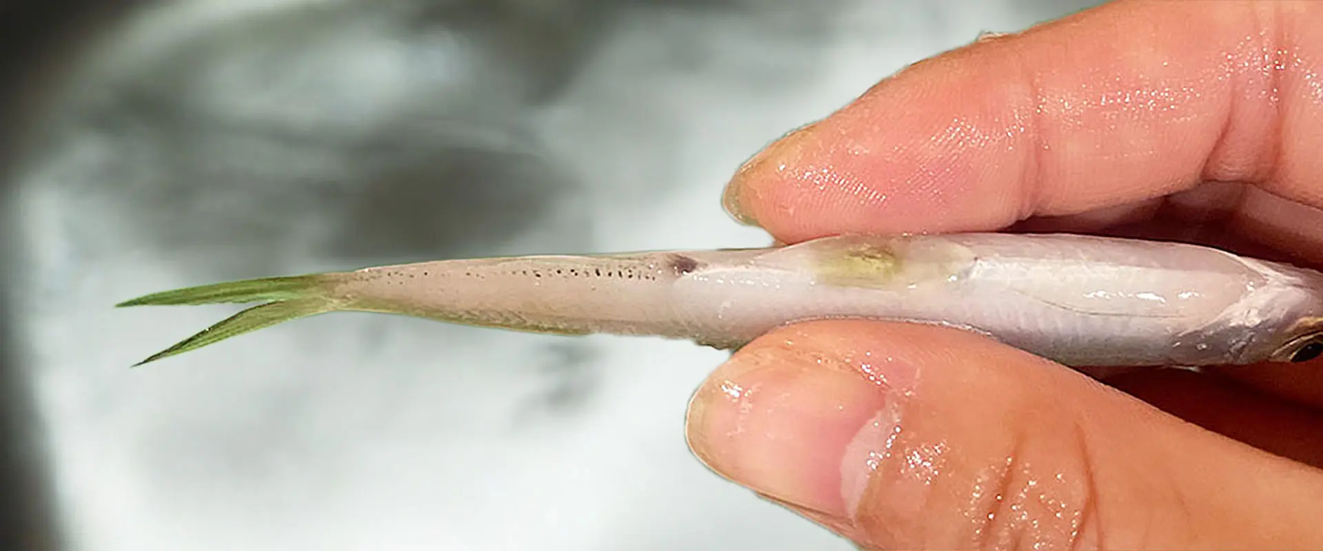 ワカサギの内臓（ハラワタ）の簡単な取り方