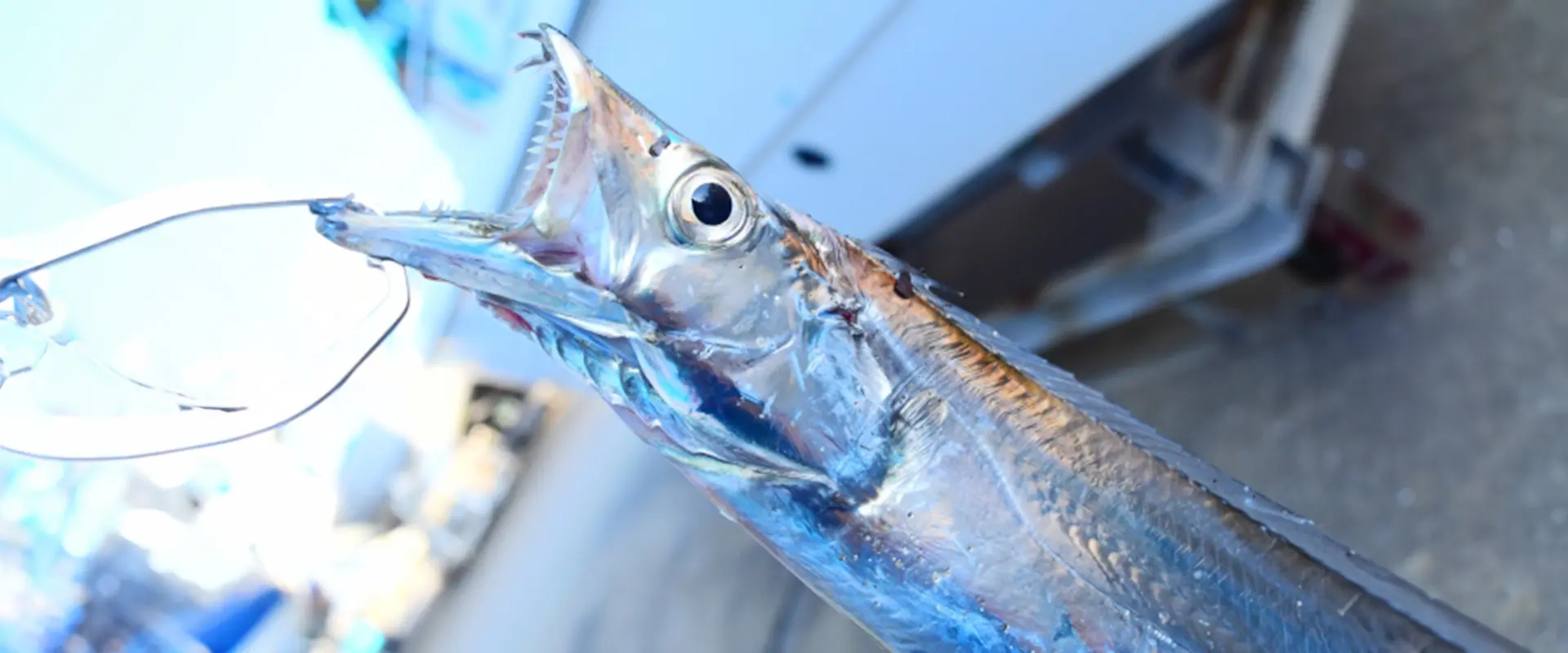 太刀魚を食べ過ぎるとまずいの？釣れた魚の値段の相場