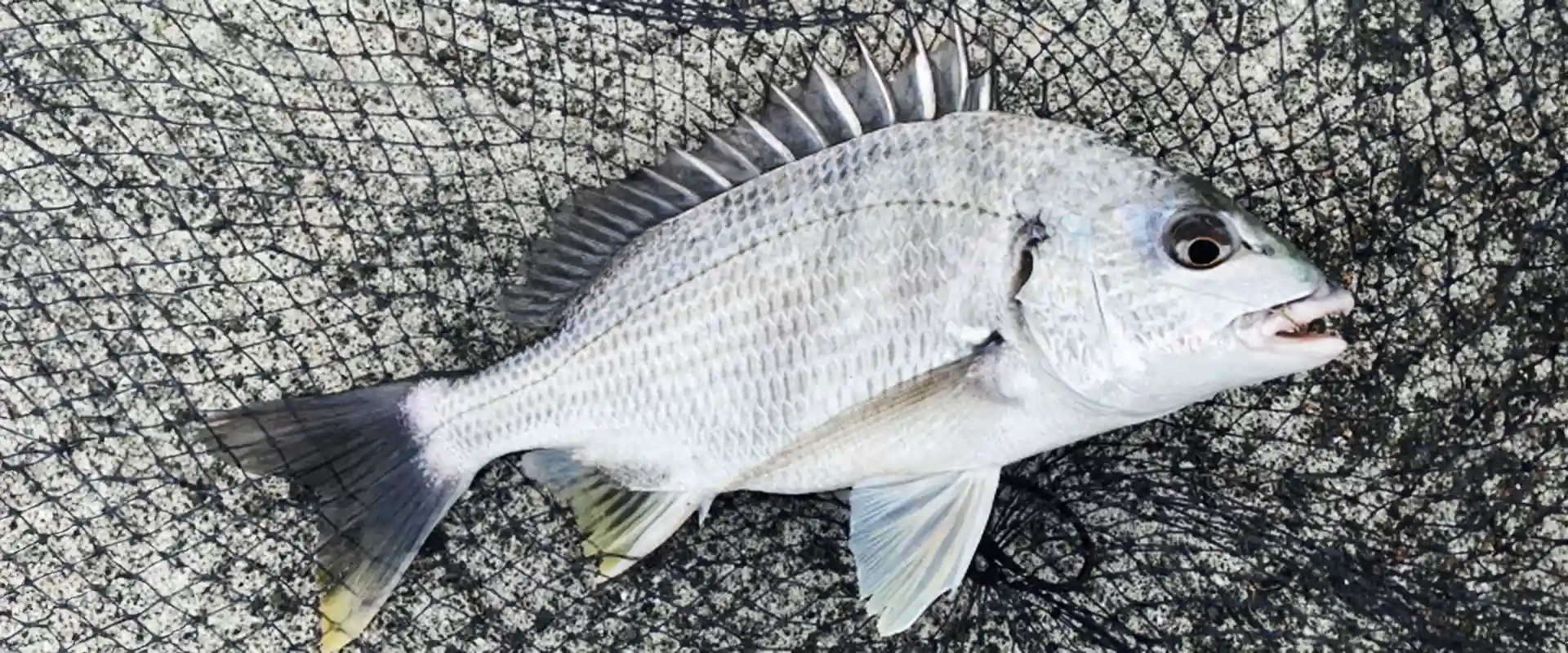 そもそもキビレってどんな魚？生態と特徴