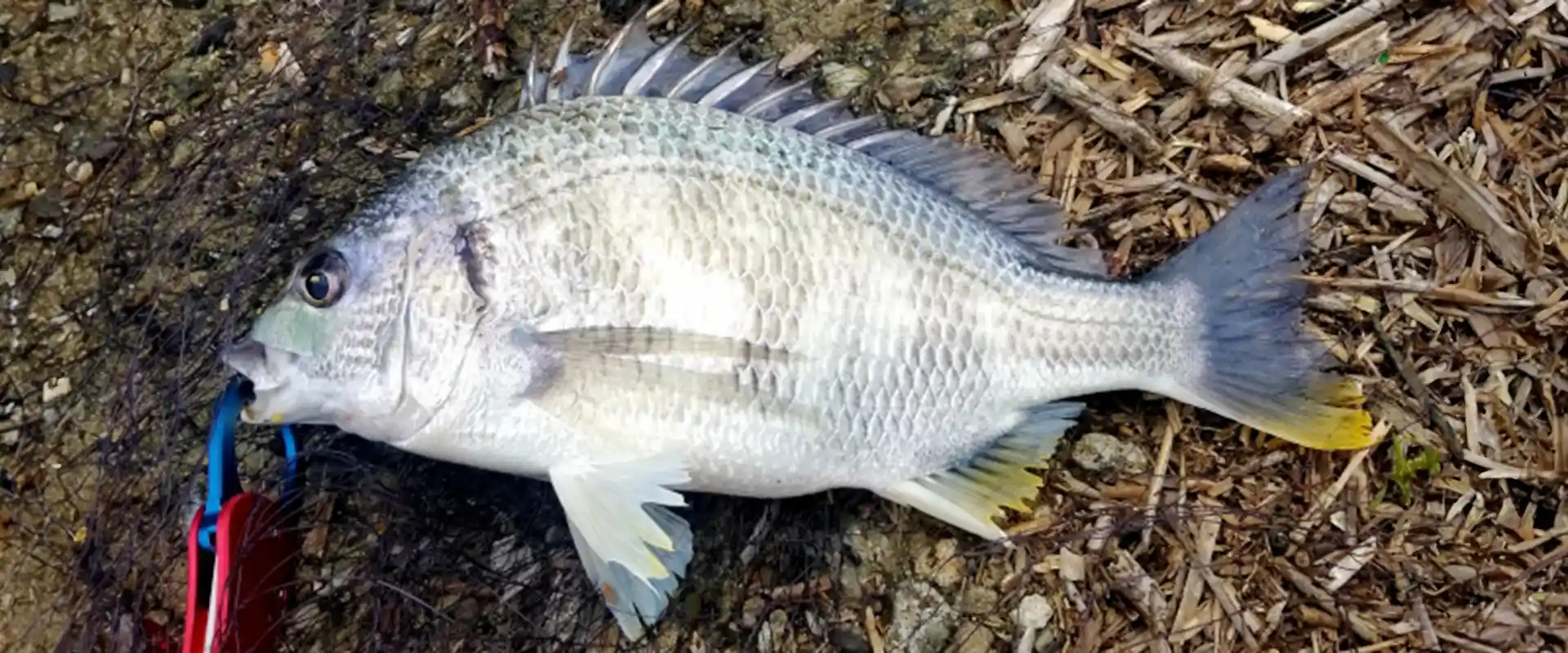 キビレの釣り場での下処理