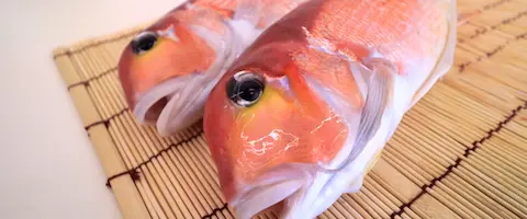 甘鯛ってまずいの？釣った魚の値段は？刺身は寝かせるべき？